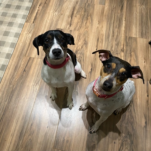 Meet your Posher, Brittany - Picture 2 of 2